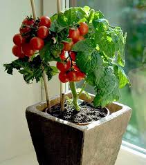How To Grow Tomatoes Indoors Topppinfo Com Growing Tomatoes Indoors Growing Cherry Tomatoes How To Grow Cherries