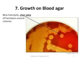 Practical Microbiology Gram Positive Cocci Microbiology Positivity Microbiology Lab