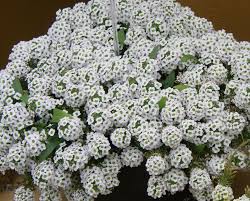 Pin On Getgrowing