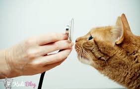 Kediler Nasil Tanistirilir Kedileri Biribirlerine Alistirmak Kedi Blog