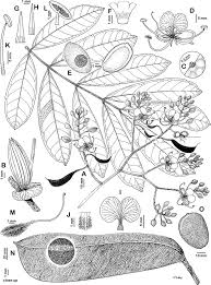 Image result for Englerodendron mengei