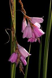 Image result for Dierama cupuliflorum
