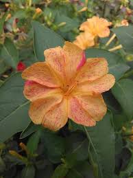 Mirabilis Jalapa Wikiwand