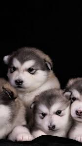 Jujutsu kaisen 1080p, 2k, 4k, 5k hd wallpapers free download, these wallpapers are free download for pc, laptop, iphone, android phone and ipad desktop. Trokeandocuuh Perro Si Quema Cuh Troqueando Hd Mobile Wallpaper Peakpx