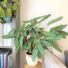 Fishbone Prayer Plant Ctenanthe Compact Star Indoor House Plants House Plants Indoor House Plants Plants