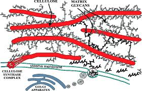 Maybe you would like to learn more about one of these? Schematic Diagram Of The Plant Cell Wall Cellulose Microfibrils Are Download Scientific Diagram