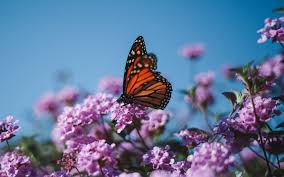 Plants that provide nectar for adult. Flowers That Attract Butterflies And Hummingbirds Avas Flowers