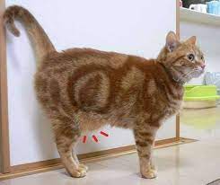 Explanations for the primordial pouch are that it protects vital organs during cat fights, or it allows cats to be more flexible when running and jumping, or that the primordial pouch gives cats room to store some extra food when they overeat. The Primordial Pouch In Cats