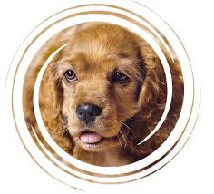 If you miss a session or two, the it's short enough to where you don't have to brush out any tangles that longer hair tends to get, but long enough so your cocker spaniel doesn't feel naked. Cocker Spaniel Hairstyles