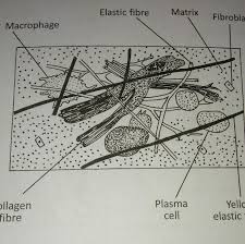 Hey guys in this video i'm going to show you guys how to draw a labeled diagram of a cell.make sure to subscribe and like this video#celldiagram #scienceart Draw A Labeled Diagram Of Areolar Tissue Brainly In