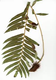 Image result for Blechnum attenuatum