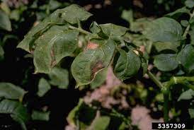 The following photos show the start of the issue, through to a completely wilted and near dead plant over the course of about 3 to 7 days. Fusarium Wilt On Potatoes How To Treat Potatoes With Fusarium Wilt