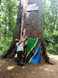 Image result for Lovoa swynnertonii