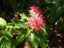 Image result for Justicia carnea