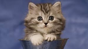 Adorable wallpapers > misc > hd wallpapers for laptops (66 wallpapers). Cat Wallpaper Hd For Laptop 1920x1080 Wallpaper Teahub Io
