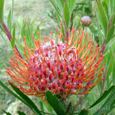 Image result for Protea angolensis