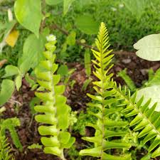 Image result for Pleopeltis  × simiana