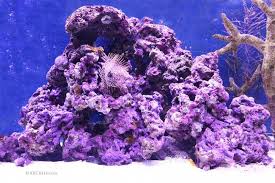 How to make a coral aquarium. Coralline Algae The Ultimate Guide Arc Reef