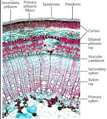 Botany Lab Practical 3 Flashcards Quizlet