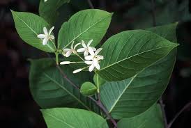 Image result for Holarrhena floribunda