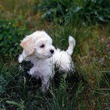 Bolognese are smart, alert and extremely affectionate. Bolognese Breed Information
