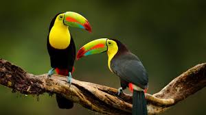 Nós nos concentramos mais, processamos melhor a informação e retemos os dados novos de forma mais rápida e eficaz. Musica E Natureza Musica Relaxante E Video Com Lindas Aves Relaxar Youtube