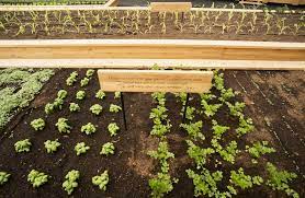 Check spelling or type a new query. Making Your Own Vegetable Garden At Home Seven Tips From Seed To Harvest Slow Food International