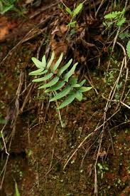 Image result for Pellaea longipilosa