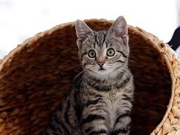 1.5 from the first year to three. Kitten Development Petfinder