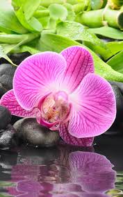 Imagenes de la orquidea para dibujar. Orquidea Fondo Animado For Android Apk Download
