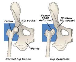 City hall hours of operation: Hip Dysplasia Veterinarians In Lackawanna Community Pet Care Hospital