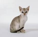 Top 7 Smallest Cat Breeds | Choosing The Right Cat For You ...