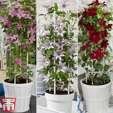 Maybe you would like to learn more about one of these? Clematis Patio Collection Thompson Morgan