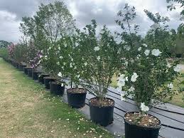 Althea Rose of Sharon