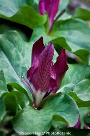 Check spelling or type a new query. Wake Robin Trillium Chloropetalum V Giganteum Purple Flowering Bulb In East Bay Regional California Native Plants Purple Flowers Garden Partial Shade Plants