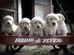 Daisy is a 3 mo old female retriever/terrier/? Golden Opportunities Home Facebook