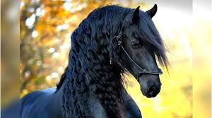 When looking for photos for this article of the 10 most beautiful animals in the world, it took several minutes to choose the right one to represent the white peacock. 8 Most Beautiful Horses On Planet Earth Youtube