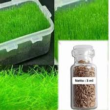 Dwarf baby tears menjadi tanaman karpet aquascape tanpa co2 ketiga, tanaman ini sering di kenal dengan nama latin hemianthus callitrichoides atau hc. Hair Grass Bibit Tanaman Air Hairgrass Seed Aquascape Aquarium Plant Shopee Indonesia
