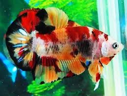 Live Betta Fish Halfmoon Plakat Premium Grade Aaa Koi Galaxy Nemo Male Betta Fish Betta Fish