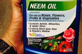 A higher concentration is not more efficient. How To Make Neem Oil Pesticide Hunker Neem Oil Neem Plant Diseases