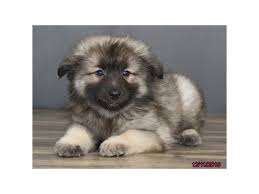 In case you do not have a dog yet, but. Keeshond Puppies Petland Carriage Place