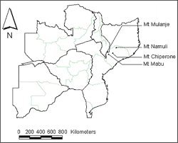 Image result for Helixanthera schizocalyx
