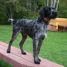 German wirehaired pointer dogs and puppies from michigan breeders by dogsnow.com, part of the equinenow.com, llc group of websites. German Wirehaired Pointer Classic Look Three Devils Kennel German Wirehaired Pointer German Wirehaired Pointer Puppy Pointer Puppies