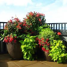 Container Gardening Services In Seattle Seasonal Color Pots Llc Container Garden Design Garden Services Patio Container Gardening