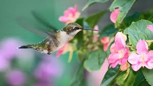 The Month of May 2023: Holidays, Fun Facts, History, and More | The Old  Farmer's Almanac