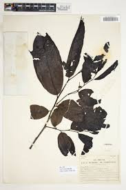 Image result for Monanthotaxis ferruginea