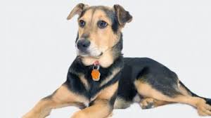 A german shepherd lab mix size can vary. 7 Things To Know Before Buying A German Shepherd Lab Mix A K A Sheprador