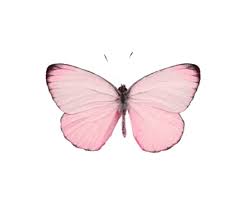 Pink Butterfly Pinkbutterfly Cute Girly Tumblr Aesthetic Bug Remix Freetoedit Remixit Em 2020 Estampas De Cartaz Imagem Para Imprimir Quadro Picsart