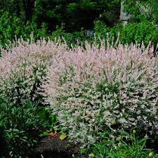These hybrids can be manmade but also occur naturally in the wild for willows. Tri Color Willow Trees For Sale Brighterblooms Com