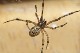 North america is home to about 3,400 species of spiders. Common Spiders Living In Your House